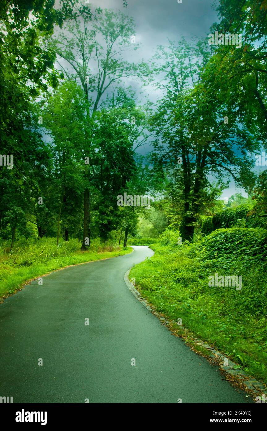 strada vuota nel vicolo degli alberi dopo la pioggia nel giorno d'estate con cielo nuvoloso e un verde brillante foglie Foto Stock