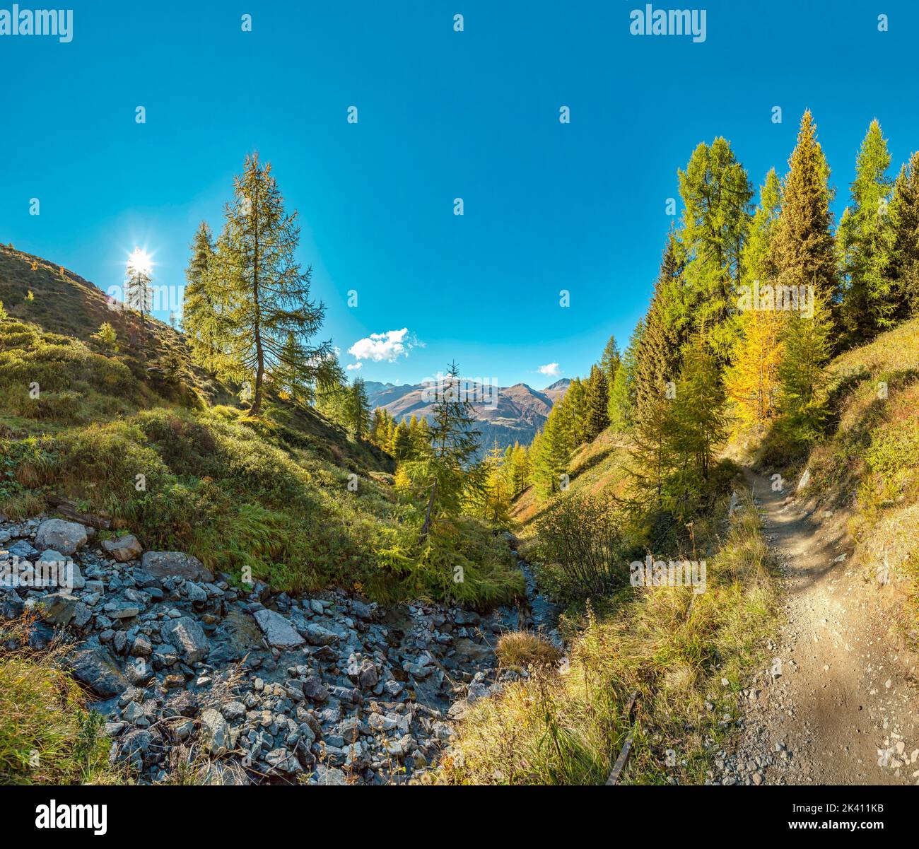 Foresta nei colori autunnali al Jacobshorn *** Caption locale *** Davos, Graubünden, Svizzera, paesaggio, foresta, legno, alberi, autunno, montagne, Foto Stock