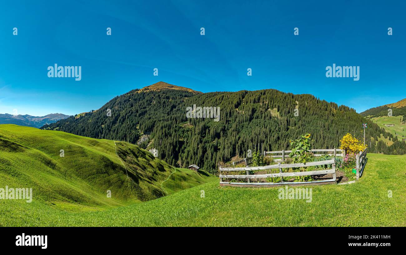 Piccolo giardino, Val Schanielenbach, Pratigau *** Caption locale *** Sankt Antönien, Graubünden, Svizzera, paesaggio, campo, prato, fiori, aut Foto Stock