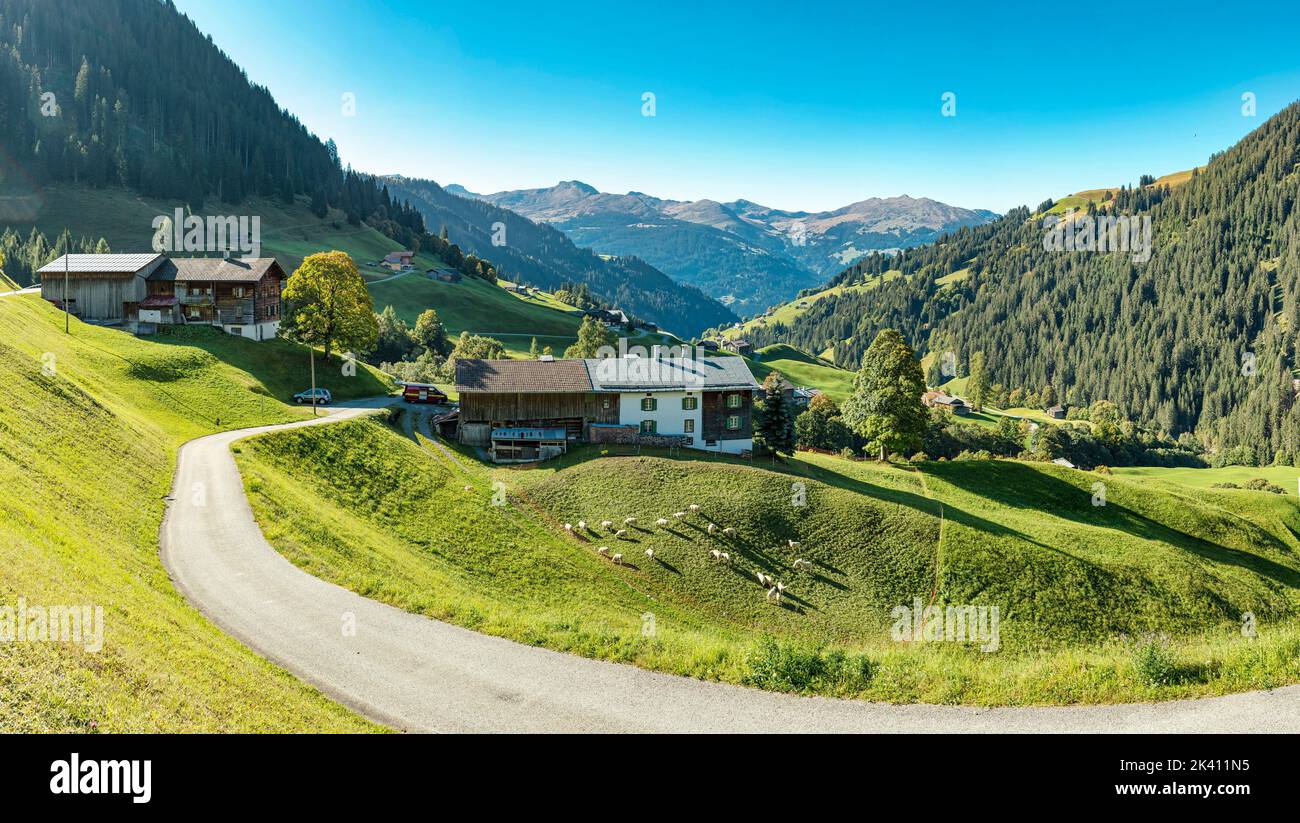 Agriturismo, valle Schanielenbach, Pratigau *** Caption locale *** Sankt Antönien, Graubünden, Svizzera, paesaggio, campo, prato, alberi, autunno, m Foto Stock