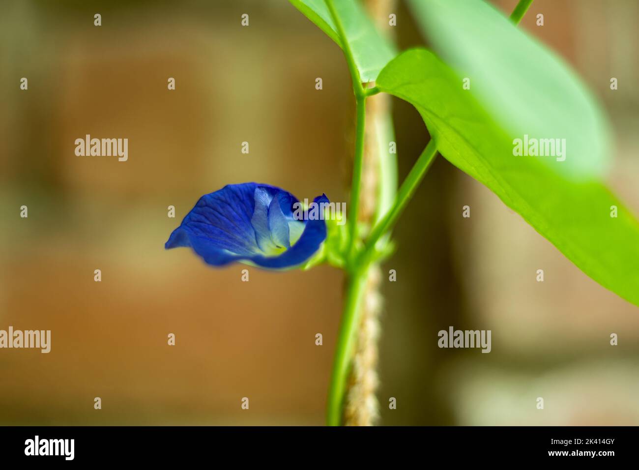 Le ali di piccioni asiatiche sono anche chiamate piante di fiori blu o viola di pisello farfalla a causa dei loro petali svolazzanti, le foglie di questa pianta aggiungono pienezza Foto Stock