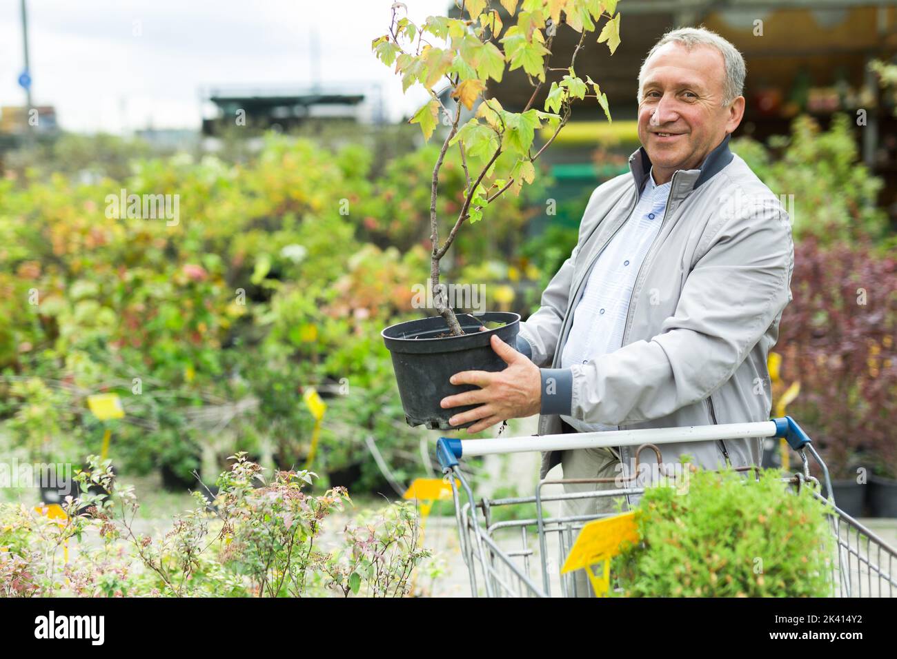 Uomo che sceglie giovani pianta nel mercato Foto Stock