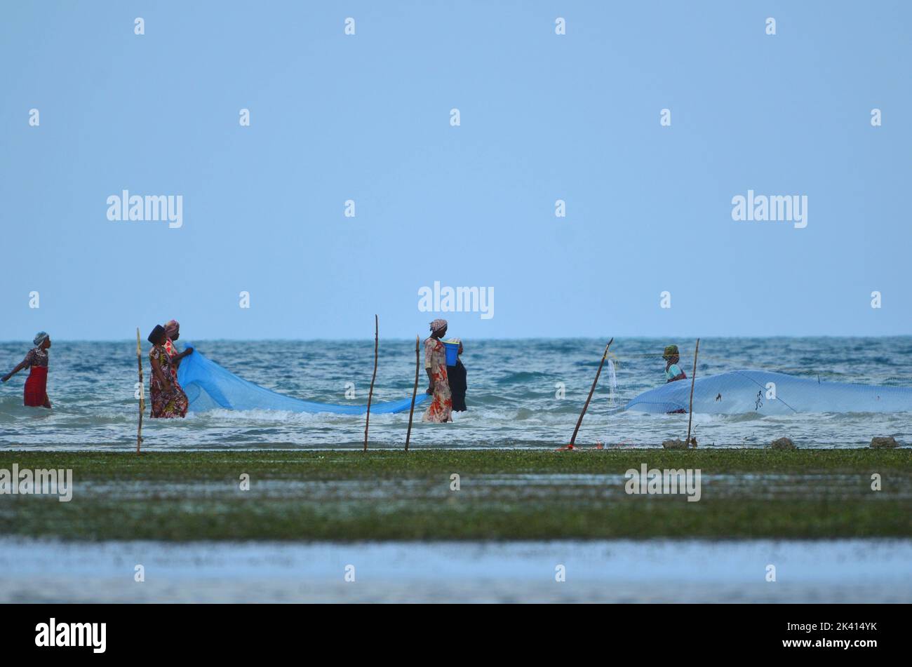 Donne in abiti colorati tradizionali che raccolgono alghe marine e molluschi durante la bassa marea. Zanzibar, Tanzania Foto Stock