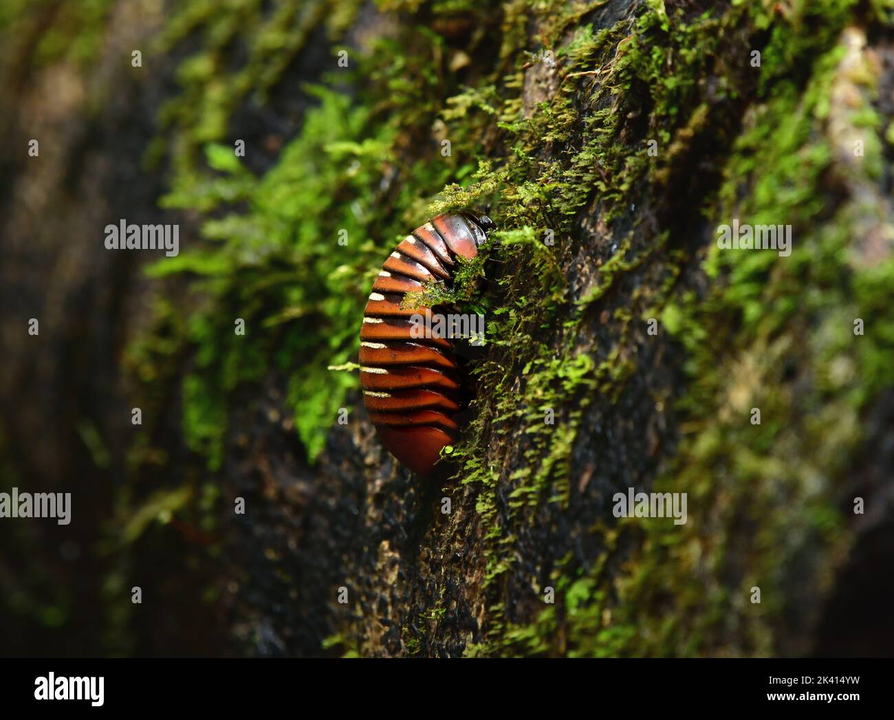 Pillola gigante Millipede che striscia in un albero della foresta pluviale (Sphaerotheriida Zephroniidae). Sabah, Borne, Foto Stock