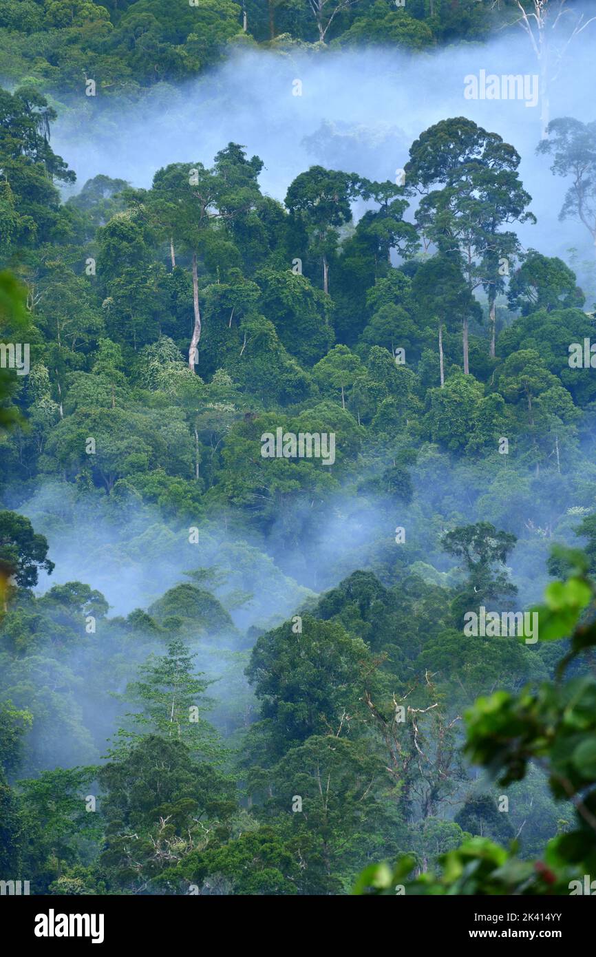 Borneo Jungle nella nebbia mattutina. Sabah, Malesia Foto Stock