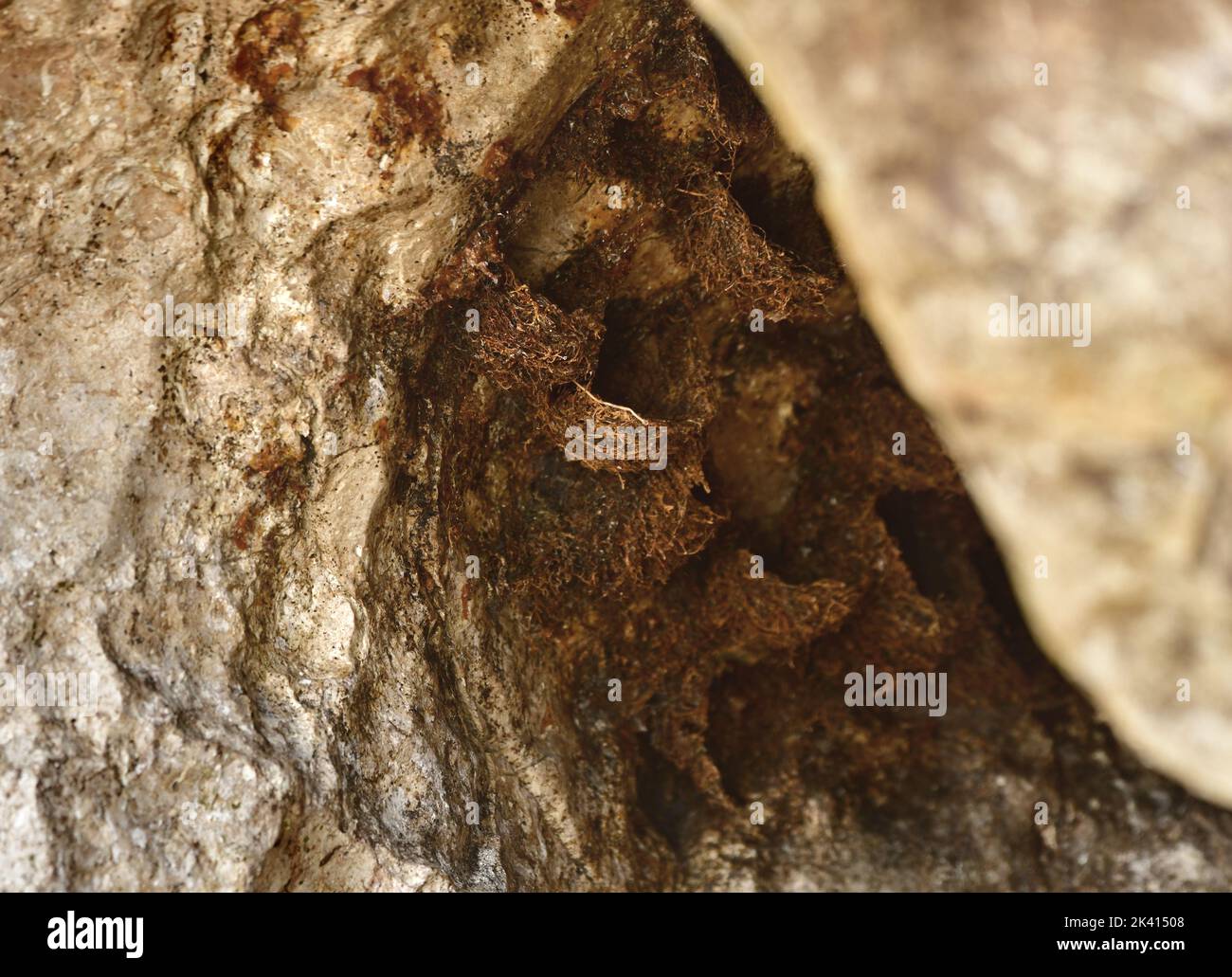 Nido di nido di Mossy-nido swiftlet su una grotta Foto Stock