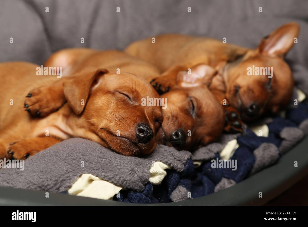 Tre cuccioli bruni dormono su una cucciolata, piccoli cani purebrati riposano. Cura degli animali domestici. Mini pinscher. Primo piano. Foto Stock