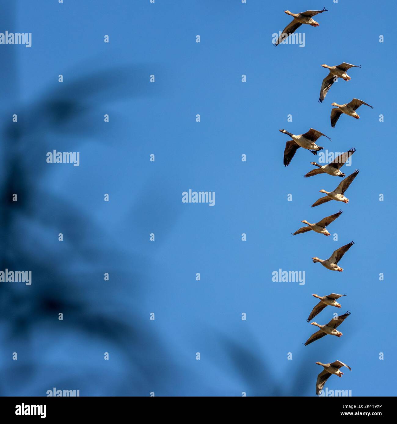 Gregge misto di oche canadesi (Branta canadensis) e di oche graylag (Anser anser) che volano la formazione contro un cielo blu, Regno Unito Foto Stock
