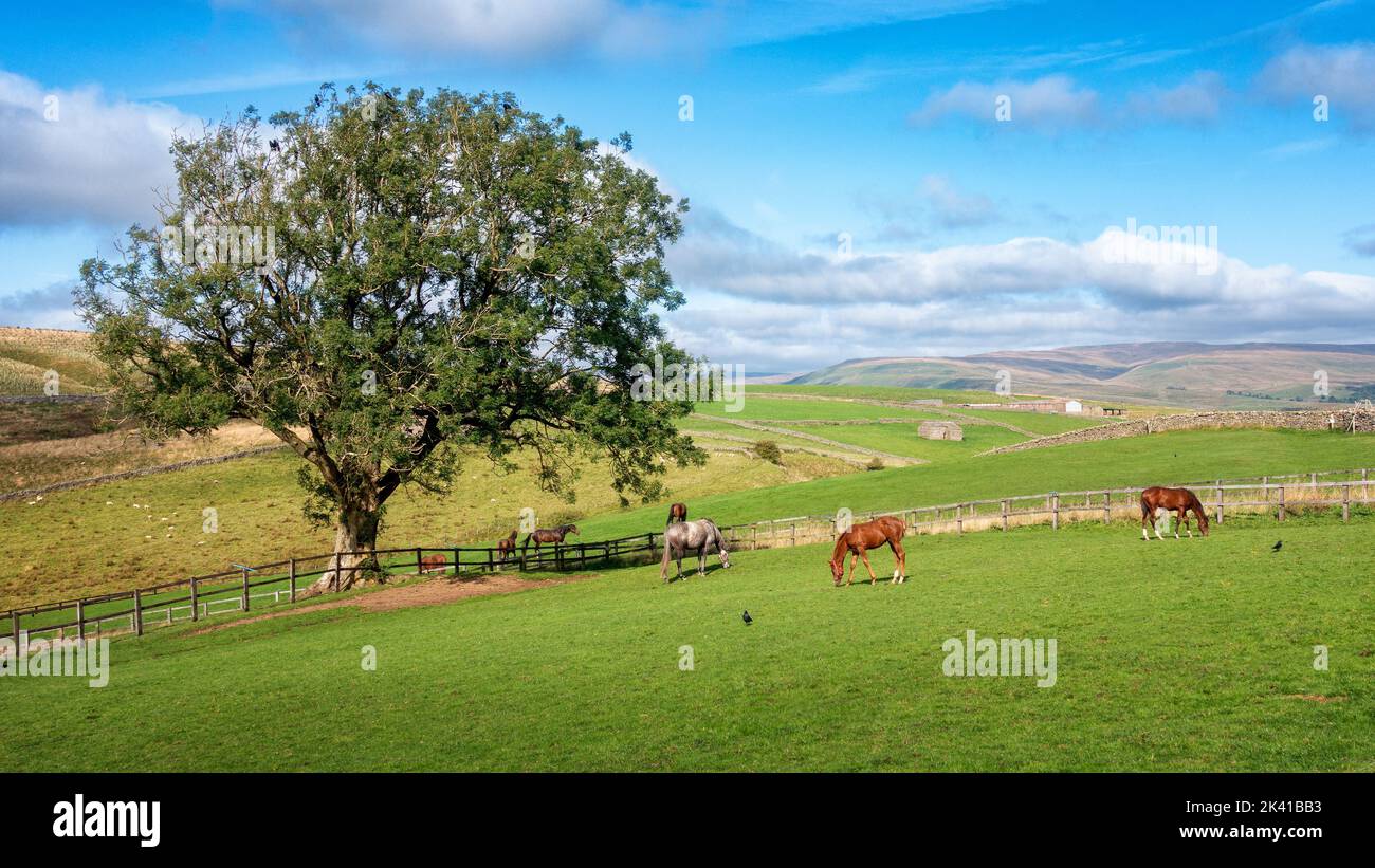 Vista di Wensleydale su campi con cavalli e vecchi fienili di pietra accanto a un singolo albero, Yorkshire Dales National Park, Inghilterra, Regno Unito Foto Stock