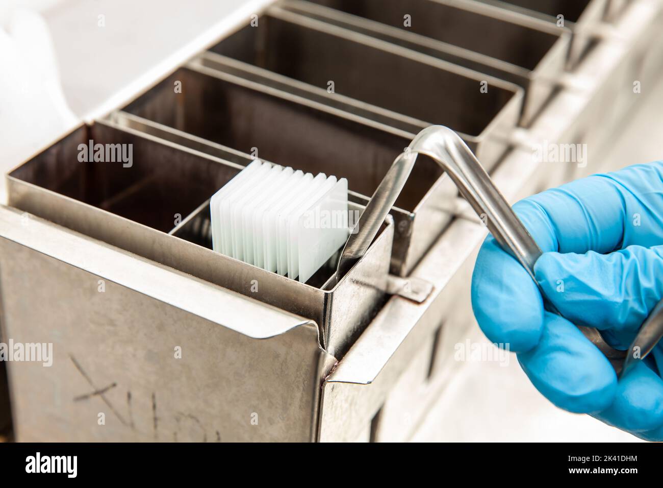 Campioni di tessuto incluso in paraffina per la deparaffinazione dello scienziato in laboratorio. Rimozione della paraffina a base di xilene. Foto Stock