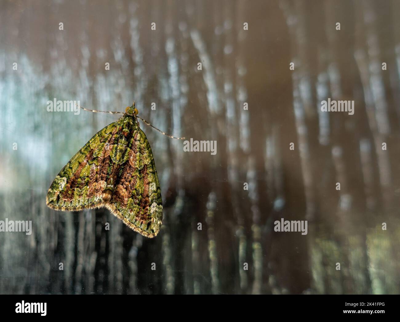 Una splendida falce di tappeti rosso-verde (Chloroclysta siterata) che si trova su una porta d'ingresso, Yorkshire, Inghilterra, Regno Unito fauna selvatica Foto Stock