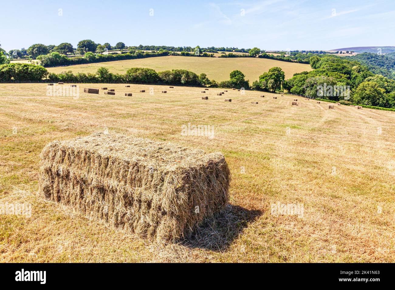 Balle quadrate di fieno in un campo di falda a Cloutsham nel Parco Nazionale di Exmoor, Somerset UK Foto Stock