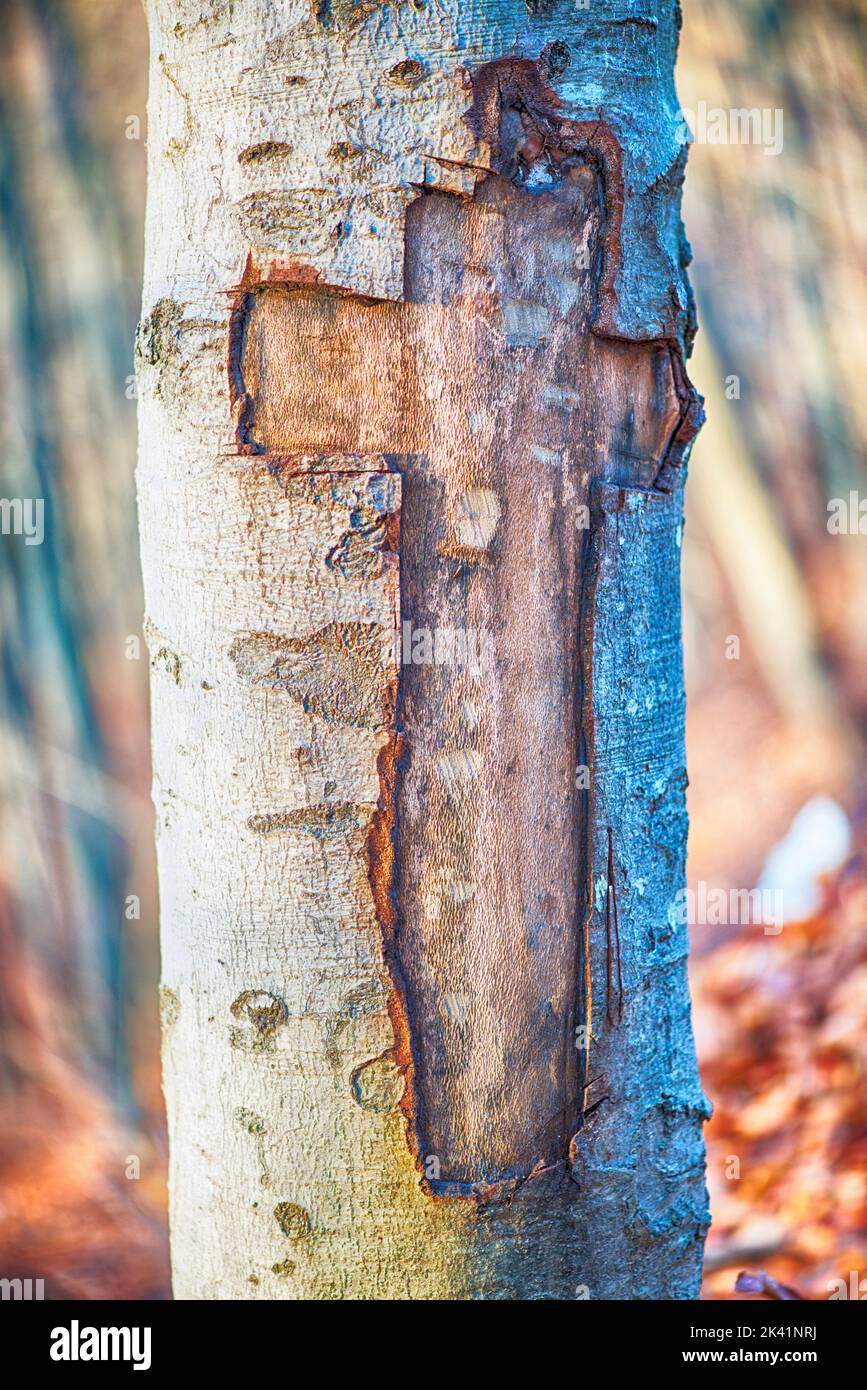 Croce scolpita in albero corteccia Foto Stock