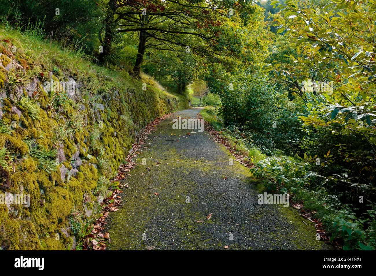 Strada forestale vicino a Reichental (parte di Gernsbach) nella Foresta Nera settentrionale, Rastatt District, Germania Foto Stock