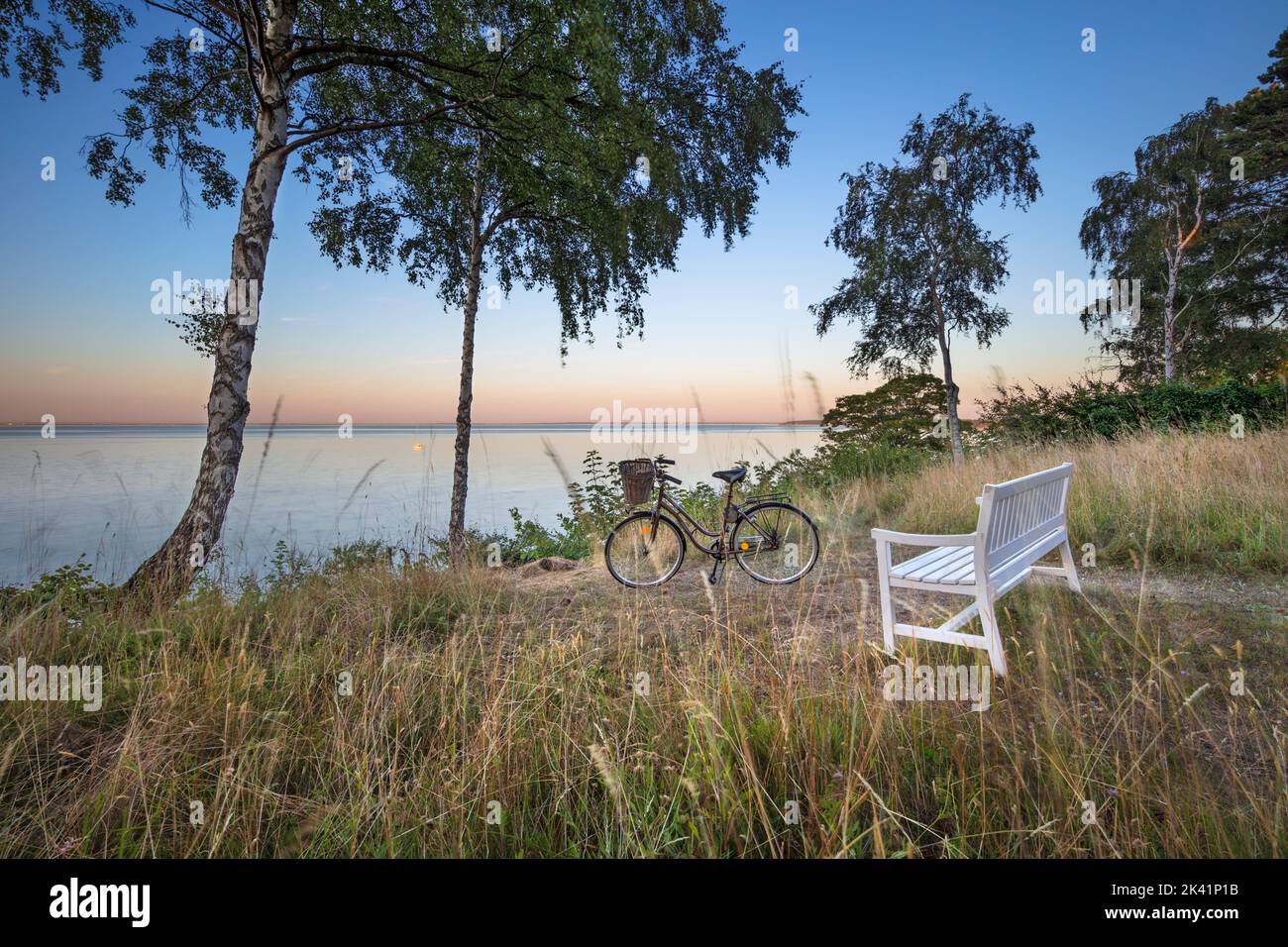 Panca di legno bianco e bicicletta sotto gli alberi di betulla argentata che si affaccia sul mare al crepuscolo, Munkerup, Zelanda, Danimarca, Europa Foto Stock