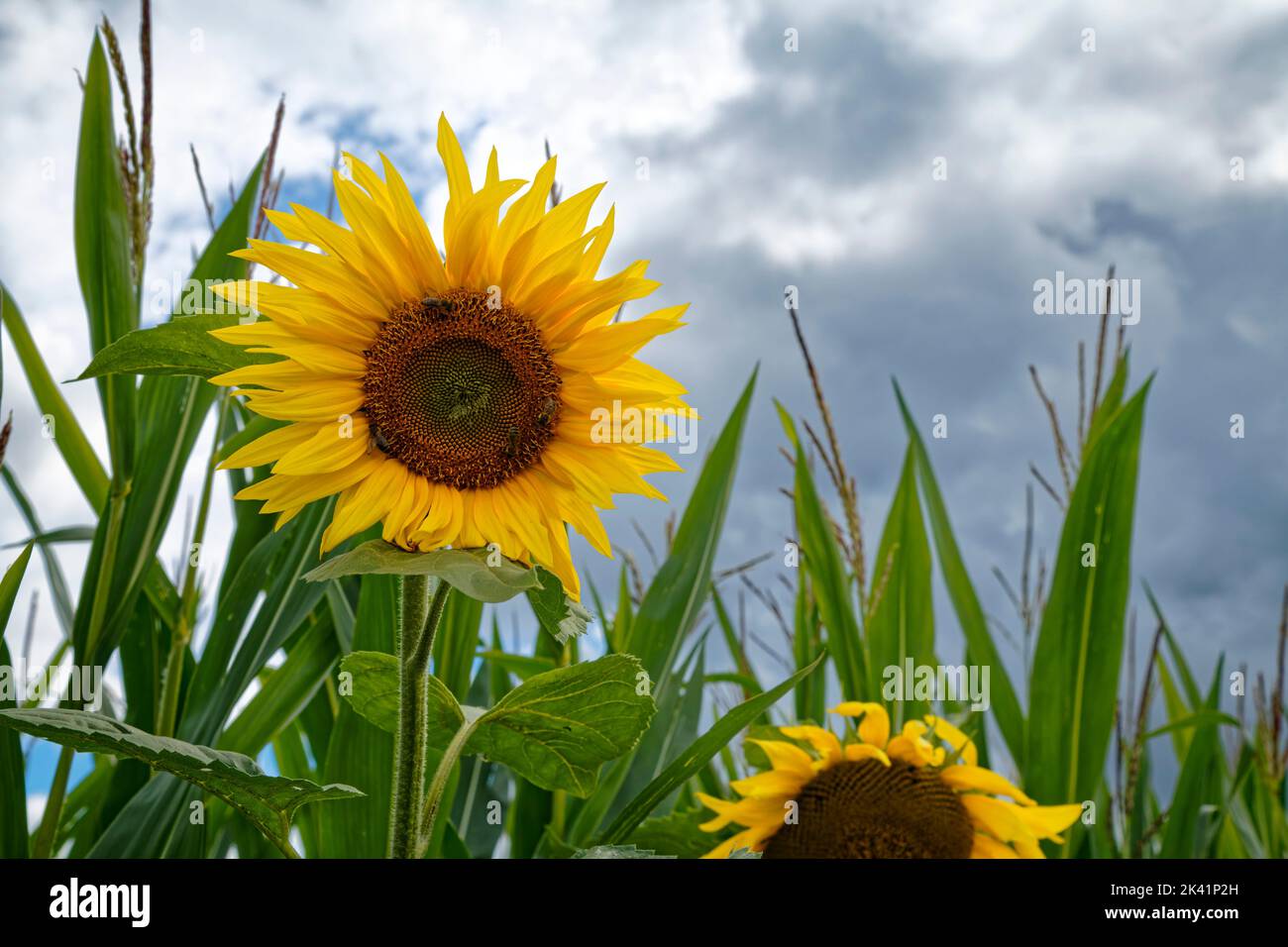 Girasole (di fronte alle piante di mais) nei pressi di Zavelstein (parte di Bad Teinach-Zavelstein) nella Foresta Nera settentrionale, distretto di Calw, Germania Foto Stock