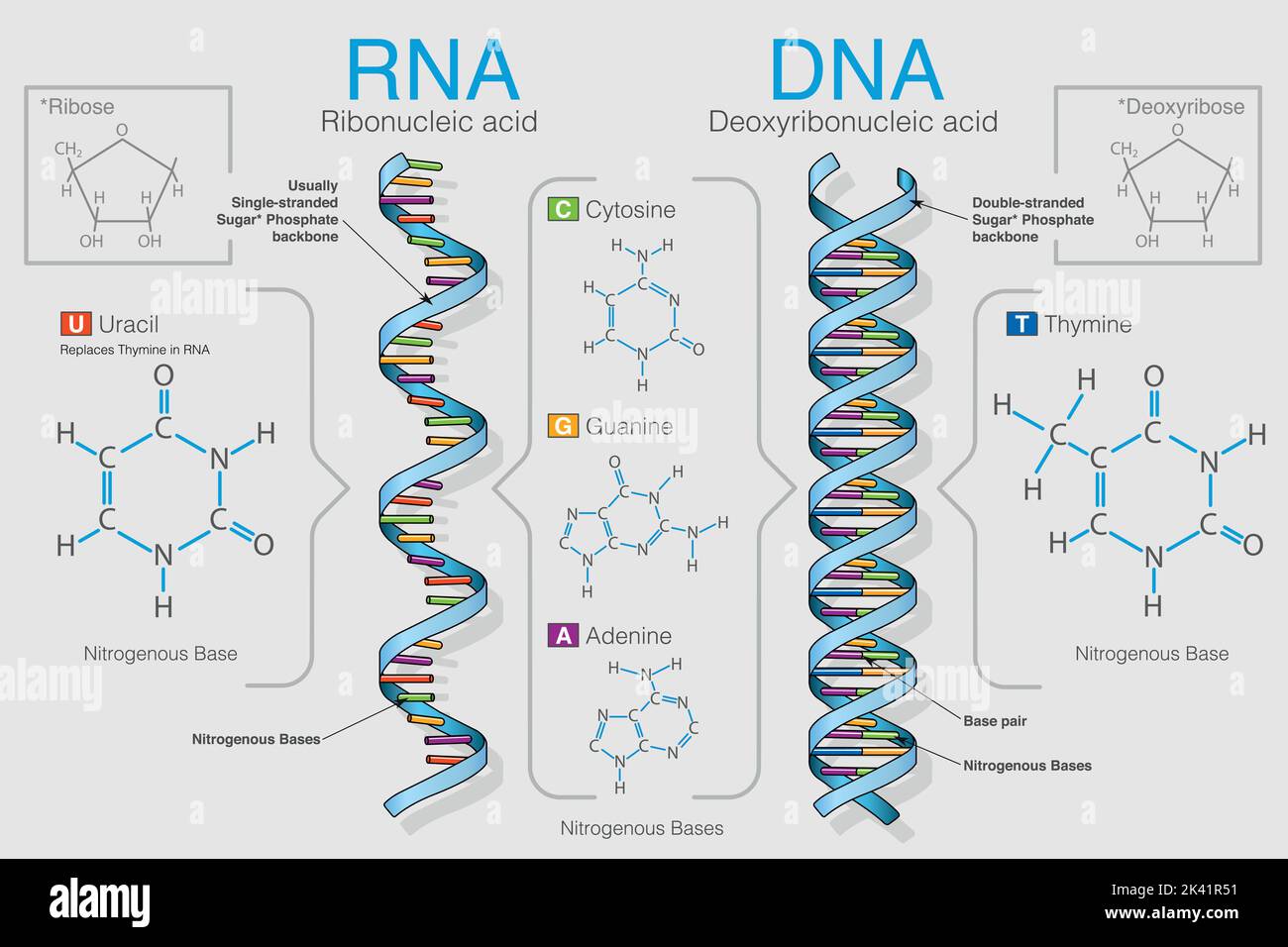 Il grafico mostra la differenza tra acido ribonucleico e acido ...