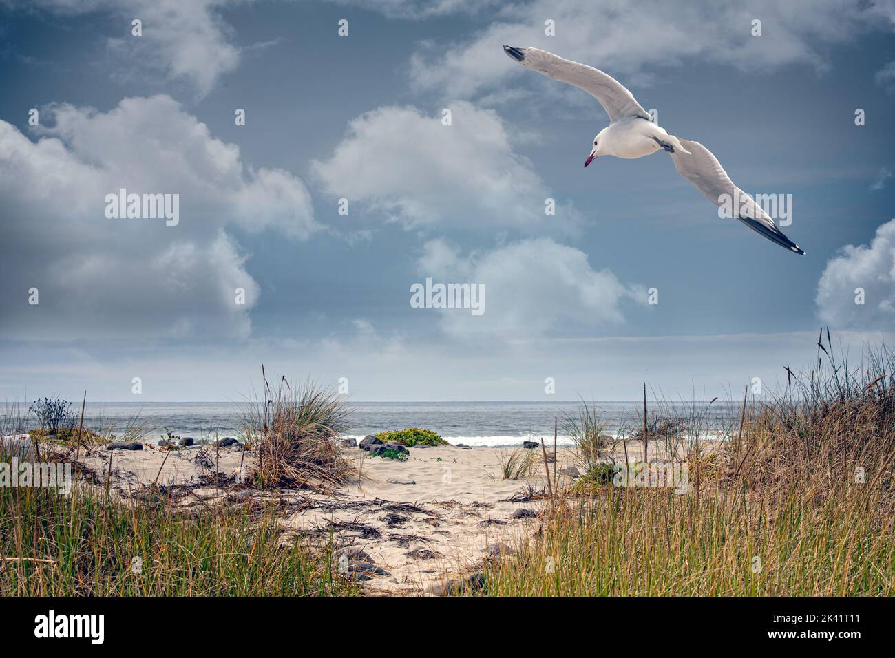 un vagone che sorvola una spiaggia sabbiosa coperta d'erba Foto Stock