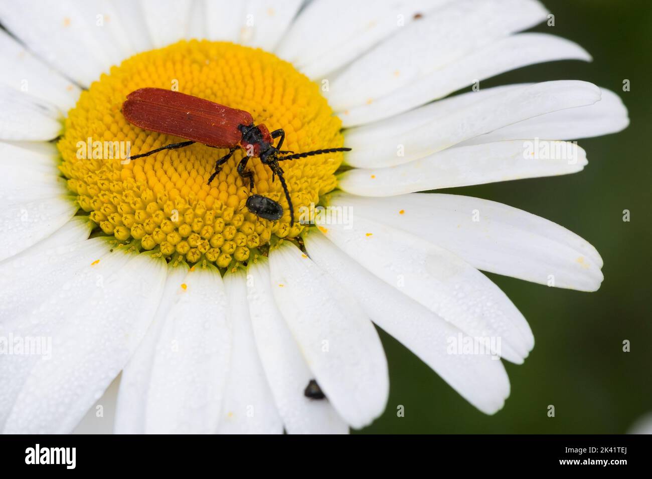 Rüssel-Rotdeckenkäfer, Rotdeckenkäfer, Rotdecken-Käfer, Blütenbesuch auf Margerite, Lygistopterus sanguineus, Coleottero con alette nette, la lycie sanguine, Ly Foto Stock