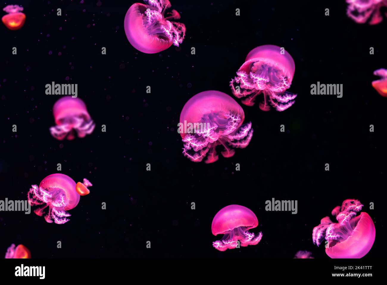 Gruppo di pesci gelatinacei rosa fluorescenti piscina subacquea acquario. Il pesce palla di cannone Stomolophus Meleagris in acqua scura, oceano. Teriologia Foto Stock