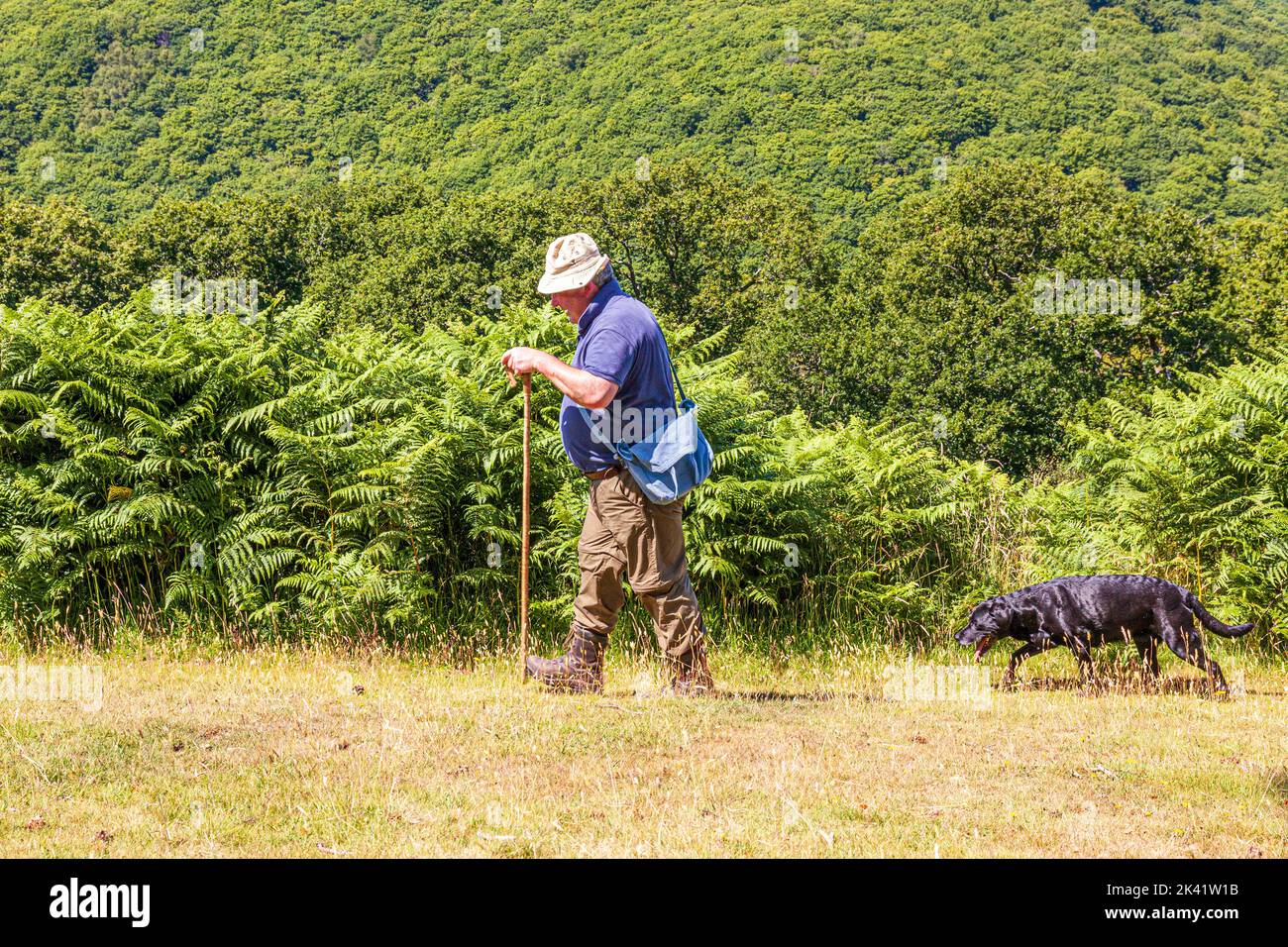 Un camminatore solitario che esercita il suo cane su una passerata pubblica a Cloutsham nel Parco Nazionale di Exmoor, Somerset UK Foto Stock