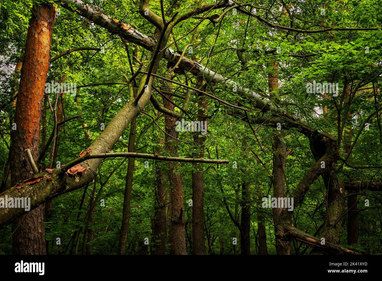 Foresta mista scenario sereno con alberi rotti che si sostengono a vicenda dalla caduta a terra e densa verde fogliame, regione di Masovia in Polonia. Foto Stock