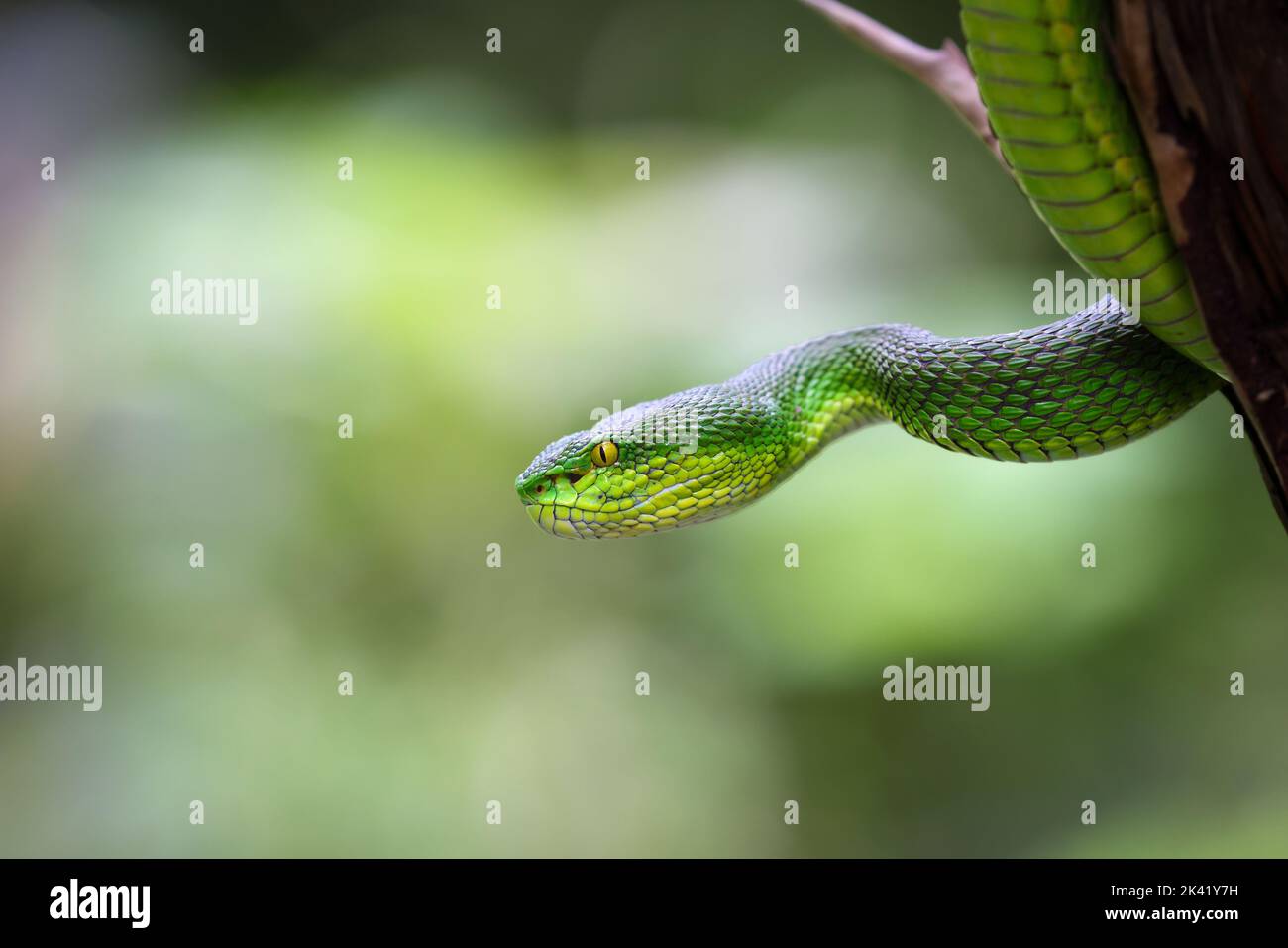 Close up grande-eyed Green rattlesnakes (Trimeresurus macrops) le specie endemiche del Sud-est asiatico Foto Stock