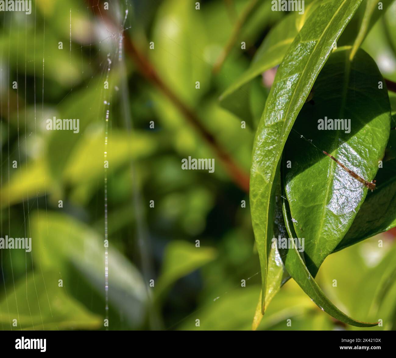 Un ragno da giardino (Araneus diadematus) giacente in attesa che si nasconde dietro le foglie di una stella gelsomino (Trachelospermum jasminoides) con una gamba che tiene un filo Foto Stock