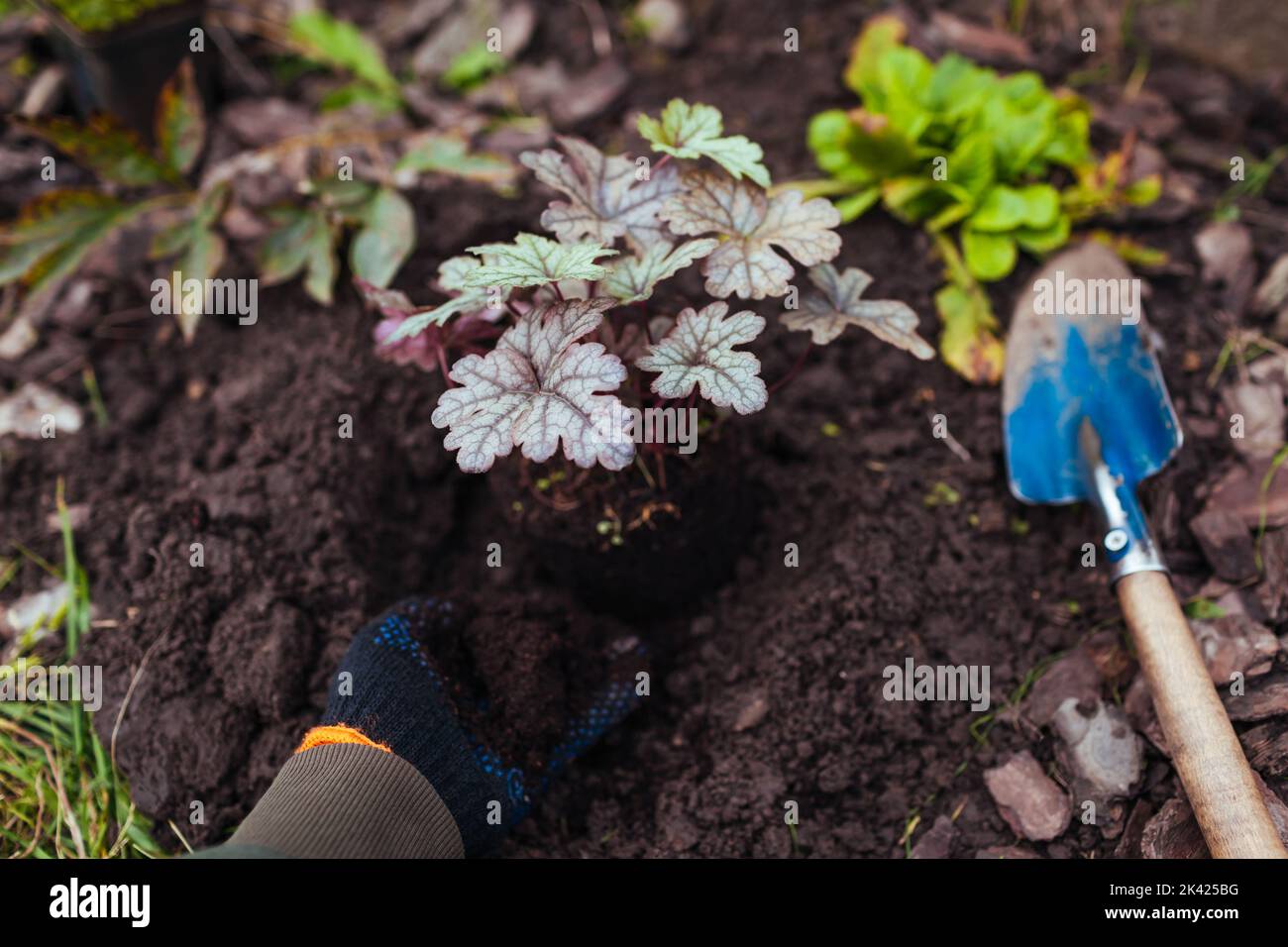 Che pianta il sogno di colore di heuchera nel suolo. Piante di giardiniere campane di corallo in terra aggiungendo biohumus nel giardino di caduta. Foto Stock