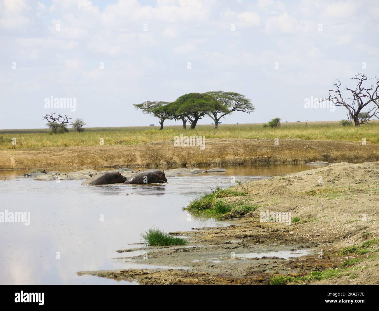 Giornata tranquilla allo Stagno occupato da Hippopotamus Foto Stock