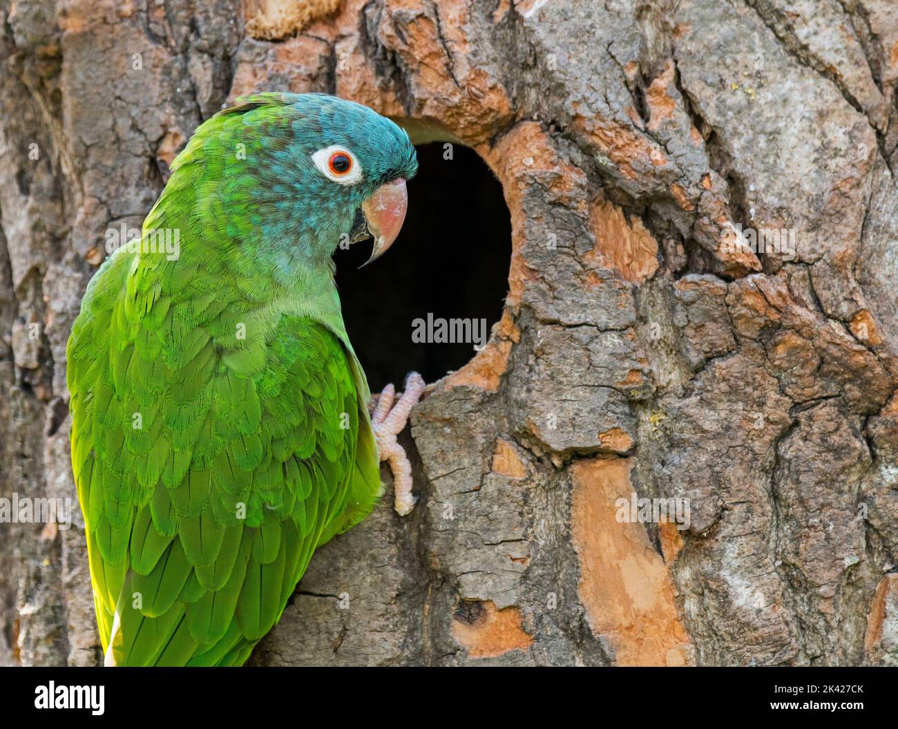 Parakeet con corona blu / conure con corona blu / conure con coda affilata (Thectocercus acuticaudatus) a nido d'albero, pappagallo neotropico del Sud America Foto Stock