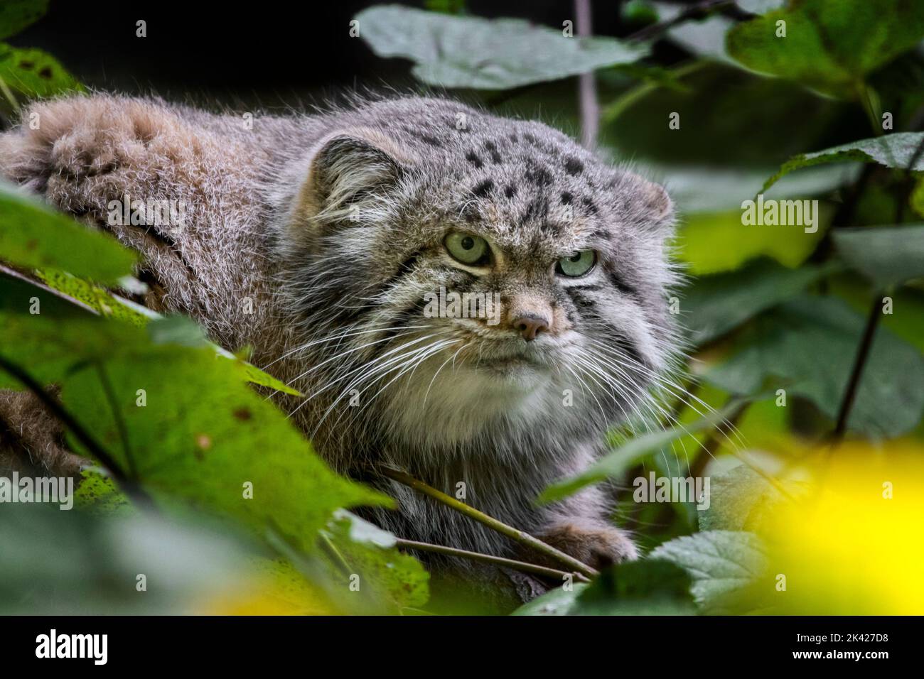 Gatto di Pallas / manul (Otocolobus manul) gatto selvatico originario del Caucaso, Asia centrale, Mongolia e l'altopiano tibetano Foto Stock