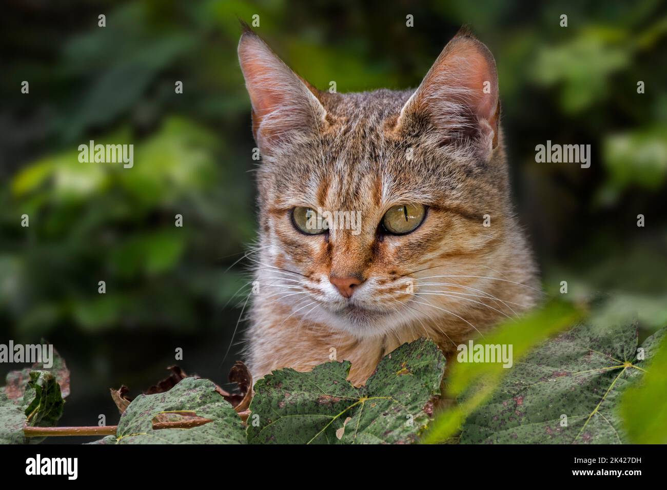 Gatto selvatico arabo / gatto selvatico di Gordon (Felis lybica lybica / Felis silvestris gordoni) gatto selvatico originario della penisola araba Foto Stock