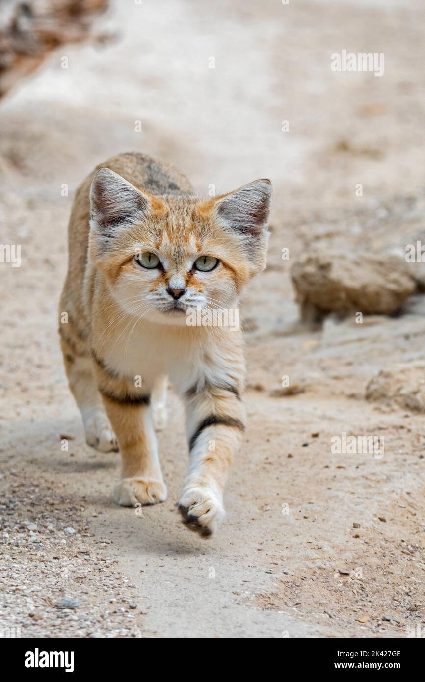 Gatto di sabbia (Felis margarita), gatto selvatico originario dei deserti sabbiosi e rocciosi del Nord Africa, della Penisola Araba, del Pakistan e del Medio Oriente Foto Stock