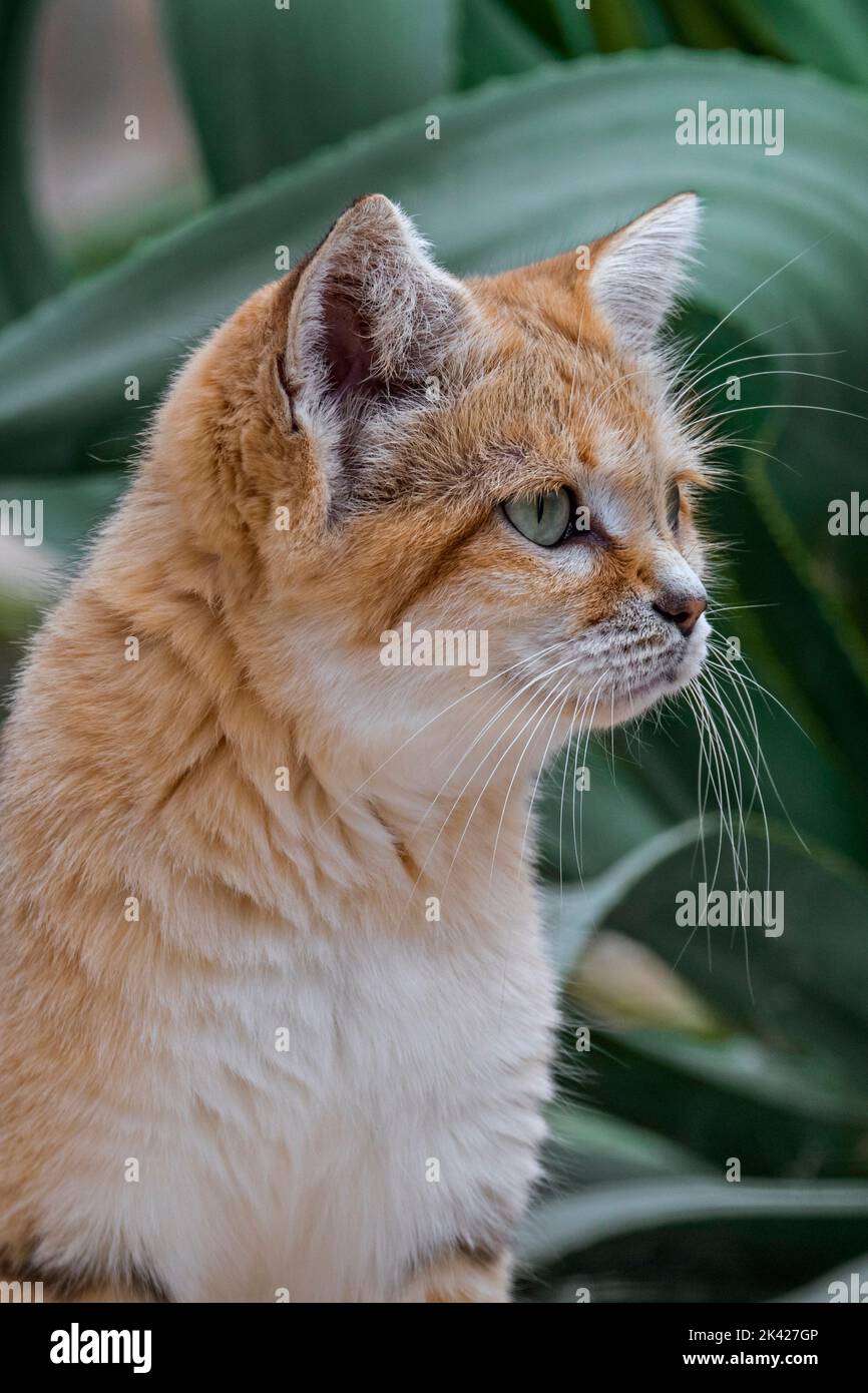 Gatto di sabbia (Felis margarita), gatto selvatico originario dei deserti sabbiosi e rocciosi del Nord Africa, della Penisola Araba, del Pakistan e del Medio Oriente Foto Stock