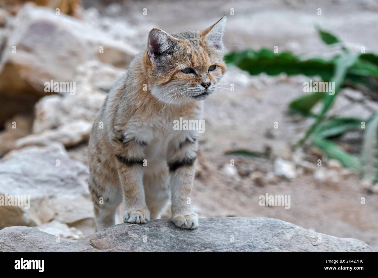 Gatto di sabbia (Felis margarita), gatto selvatico originario dei deserti sabbiosi e rocciosi del Nord Africa, della Penisola Araba, del Pakistan e del Medio Oriente Foto Stock