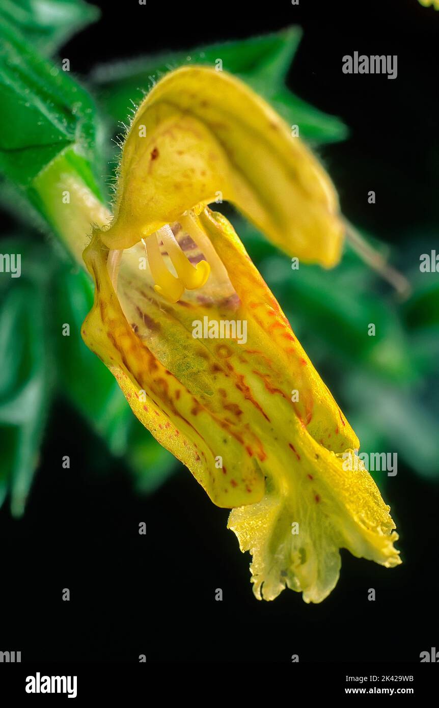 Salvia glutinosa; Lamiaceae; fiori selvatici europei, erbe perenni; giallo fiore Foto Stock