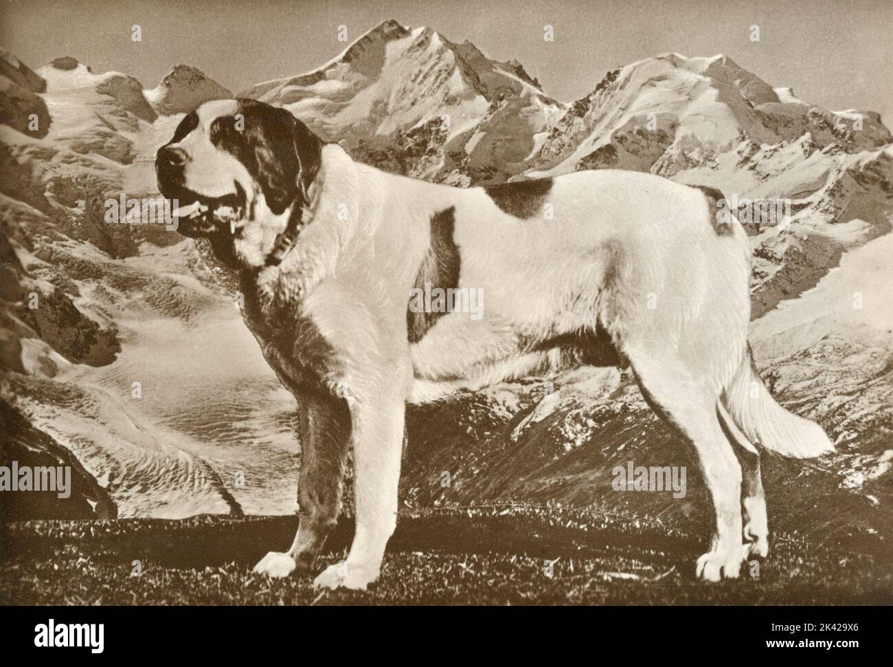 San Bernardo cane in montagna, Italia 1930s Foto Stock