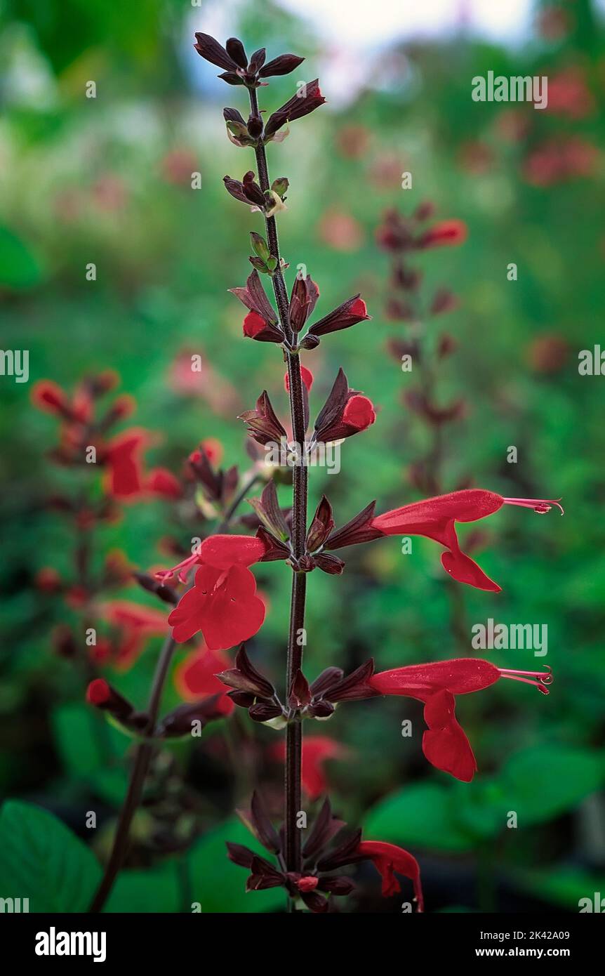 Sage scarlatto (Salvia coccinea cv. Lady in Red); Lamiaceae; salvia ornamentale; erba perenne; rosso fiore Foto Stock