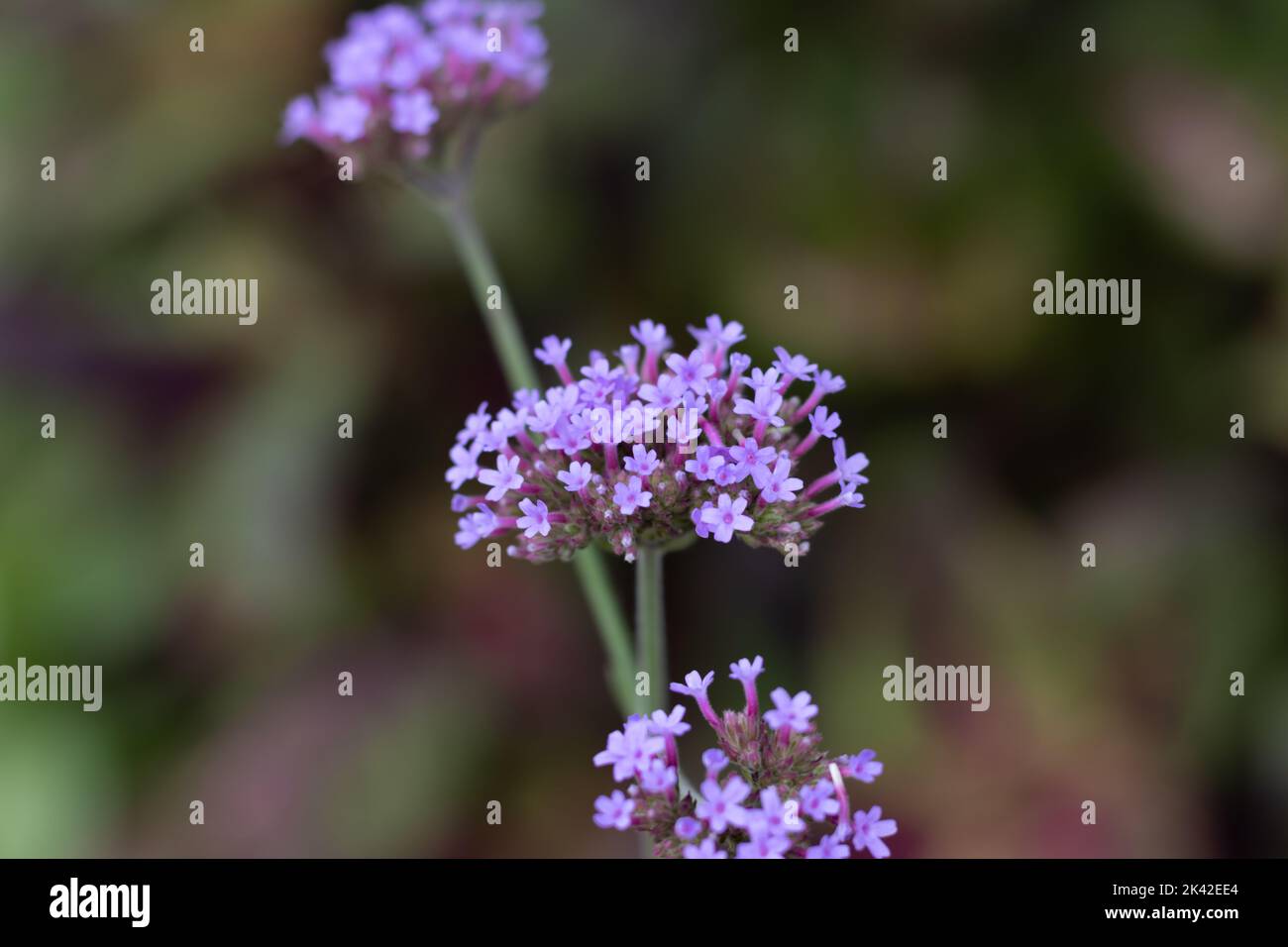 Fiori di verbena viola chiaro in un giardino Foto Stock