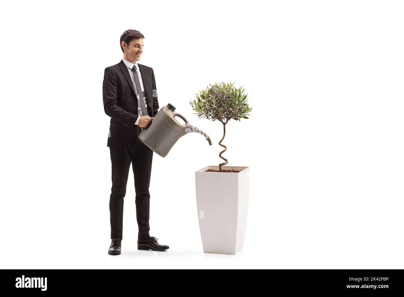 Foto a tutta lunghezza di un uomo d'affari che innaffia un piccolo albero di ulivo in una pentola isolata su sfondo bianco Foto Stock