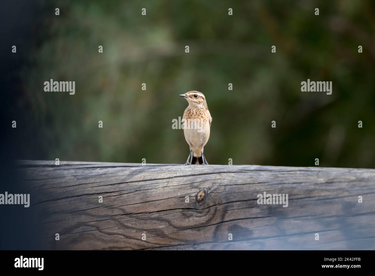 Whinchat, un piccolo uccello migratorio Foto Stock