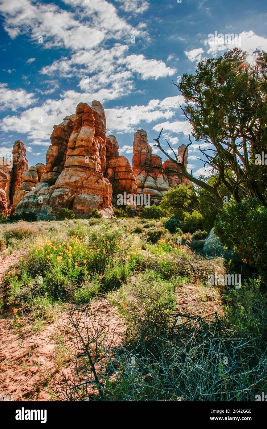 Pianta di ape gialla, Cleome lutea, in fiore nella zona di Doll House del Maze District nel Canyonlands National Park, Utah. Foto Stock