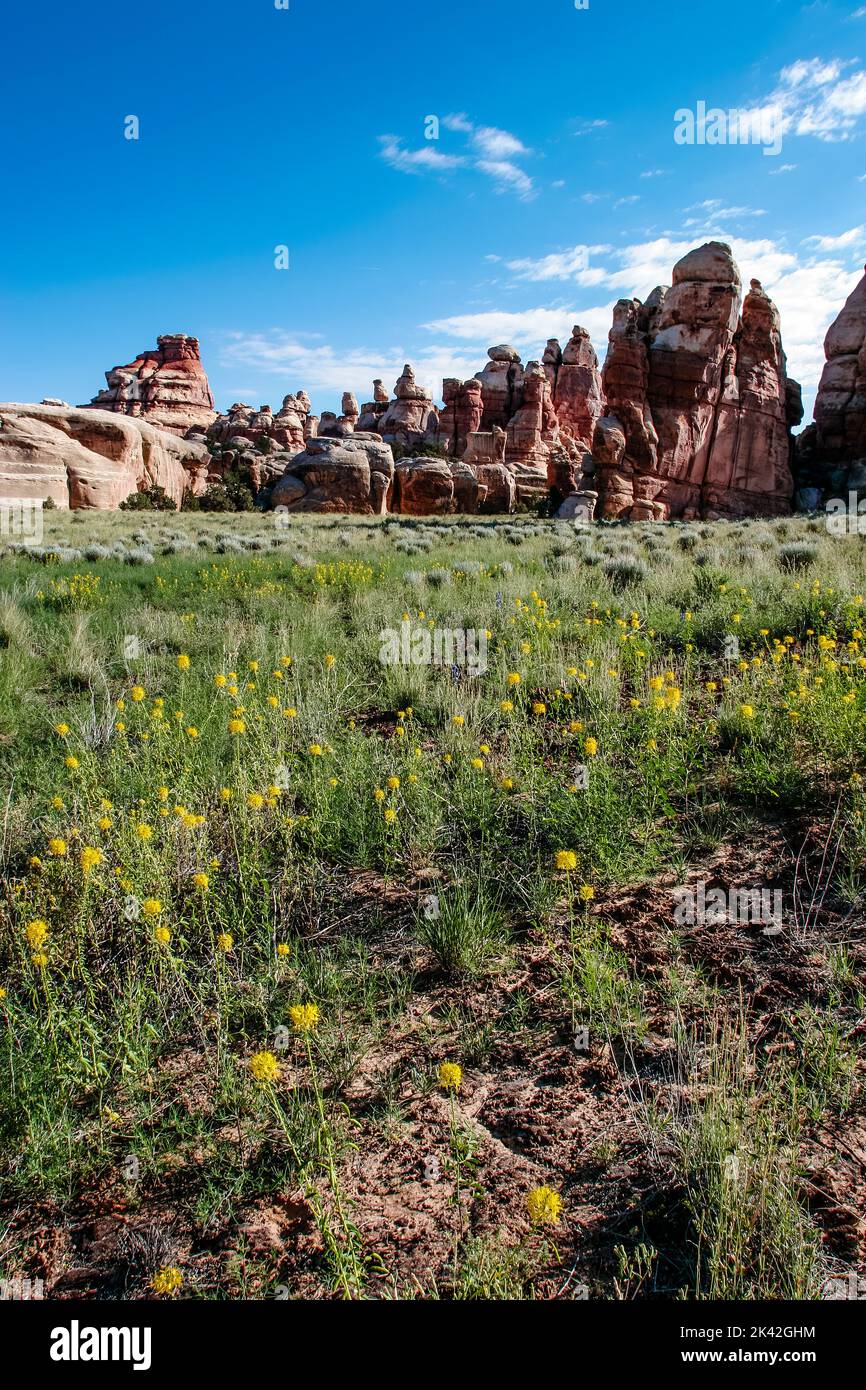 Pianta di ape gialla, Cleome lutea, in fiore nella zona di Doll House del Maze District nel Canyonlands National Park, Utah. Foto Stock