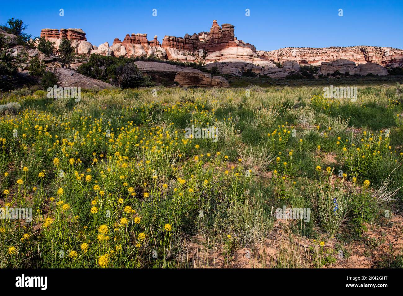Pianta di ape gialla, Cleome lutea, in fiore nella zona di Doll House del Maze District nel Canyonlands National Park, Utah. Foto Stock