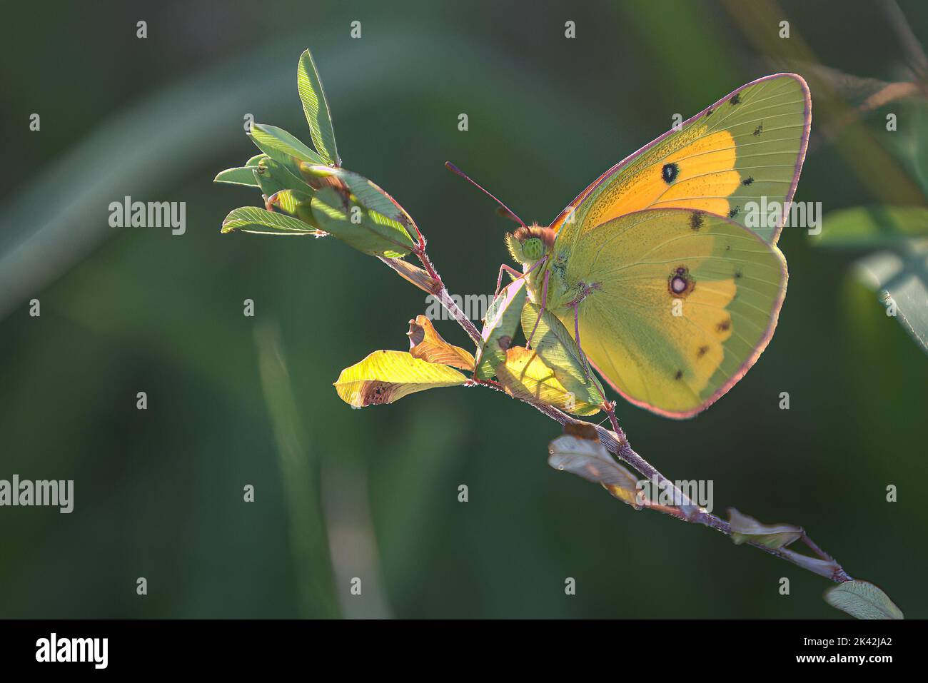 Farfalla solfer nuvolosa Foto Stock