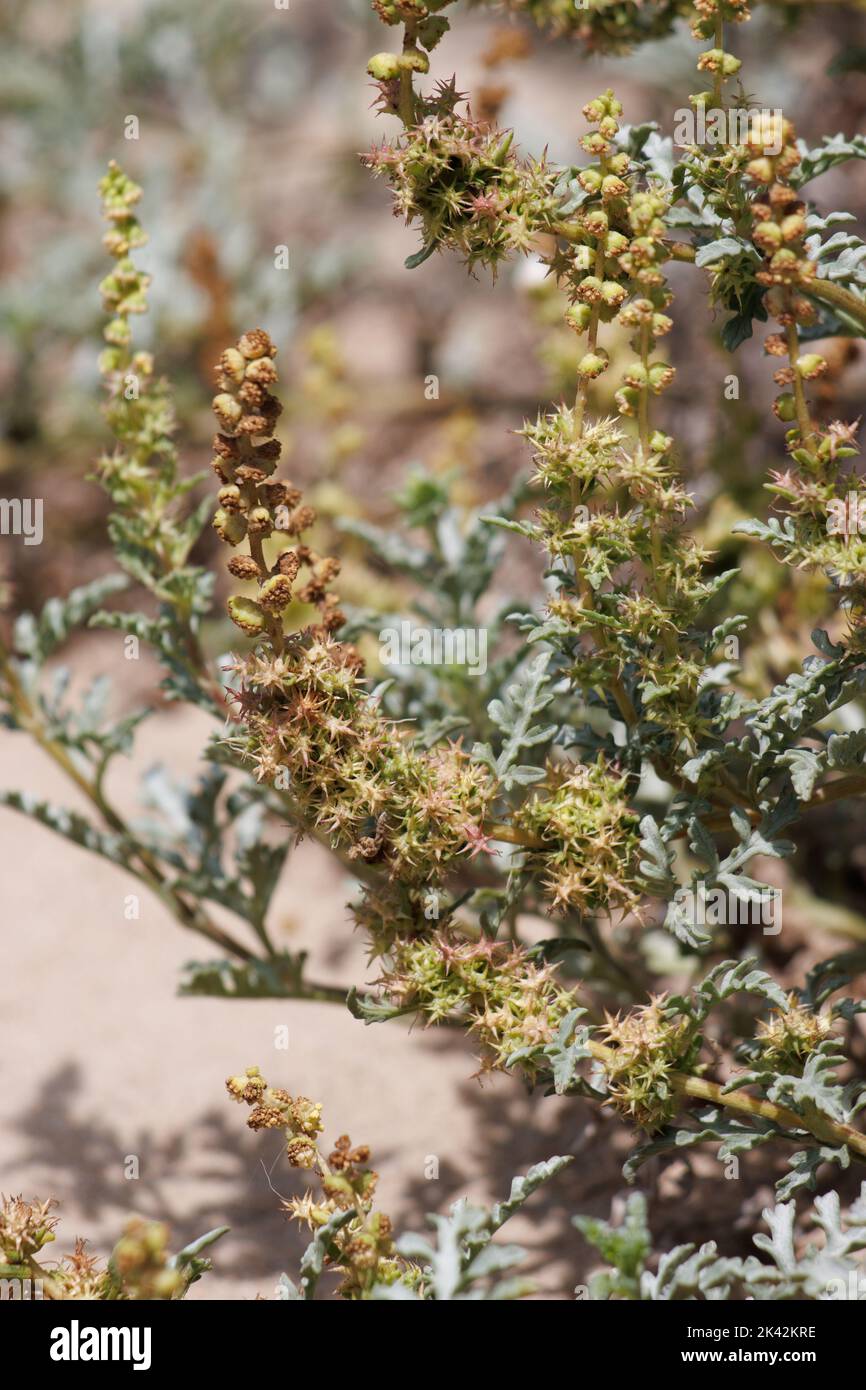 Cypsela verde immaturo trichomatico indehiscente frutto di Ambrosia chamissonis, Asteraceae, erba perenne nativa nella contea costiera di Ventura, estate. Foto Stock