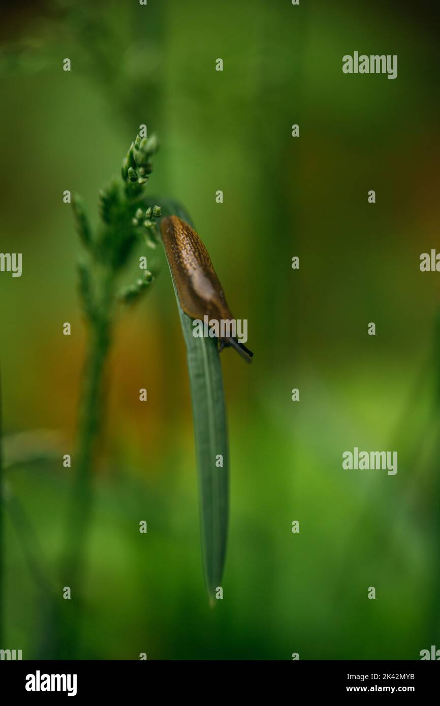 Slug seduto n l'erba in Svezia, lumaca senza snack, spagnolo Slug Foto Stock