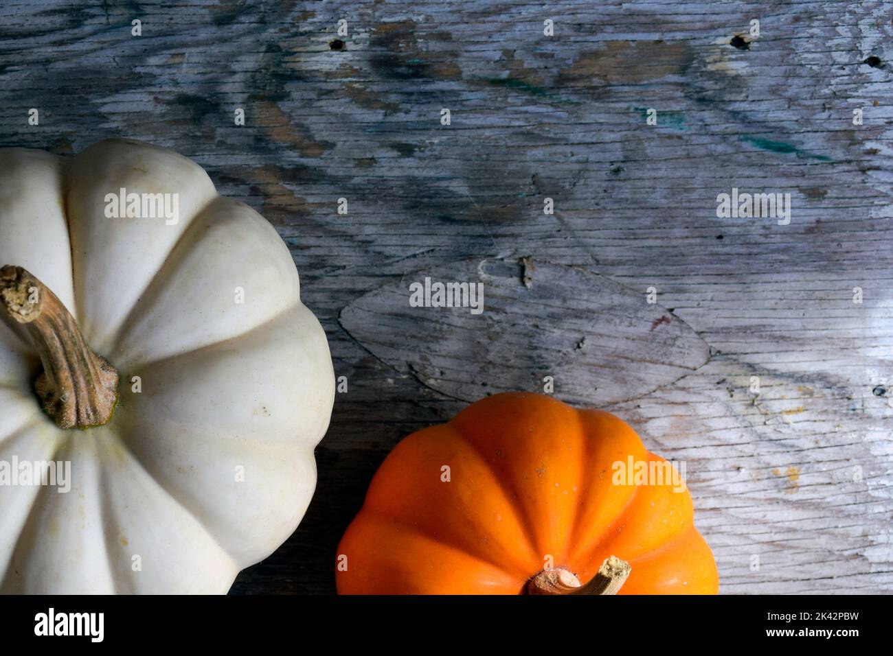 Le zucche bianche e arancioni creano un colorato sfondo di ringraziamento o Halloween. Foto Stock