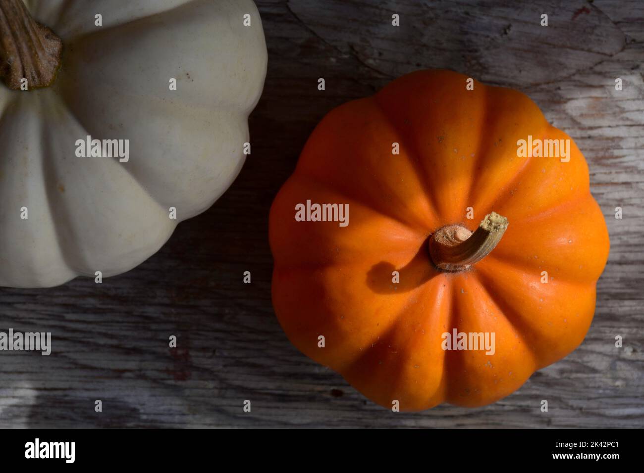 Le zucche bianche e arancioni creano un colorato sfondo di ringraziamento o Halloween. Foto Stock